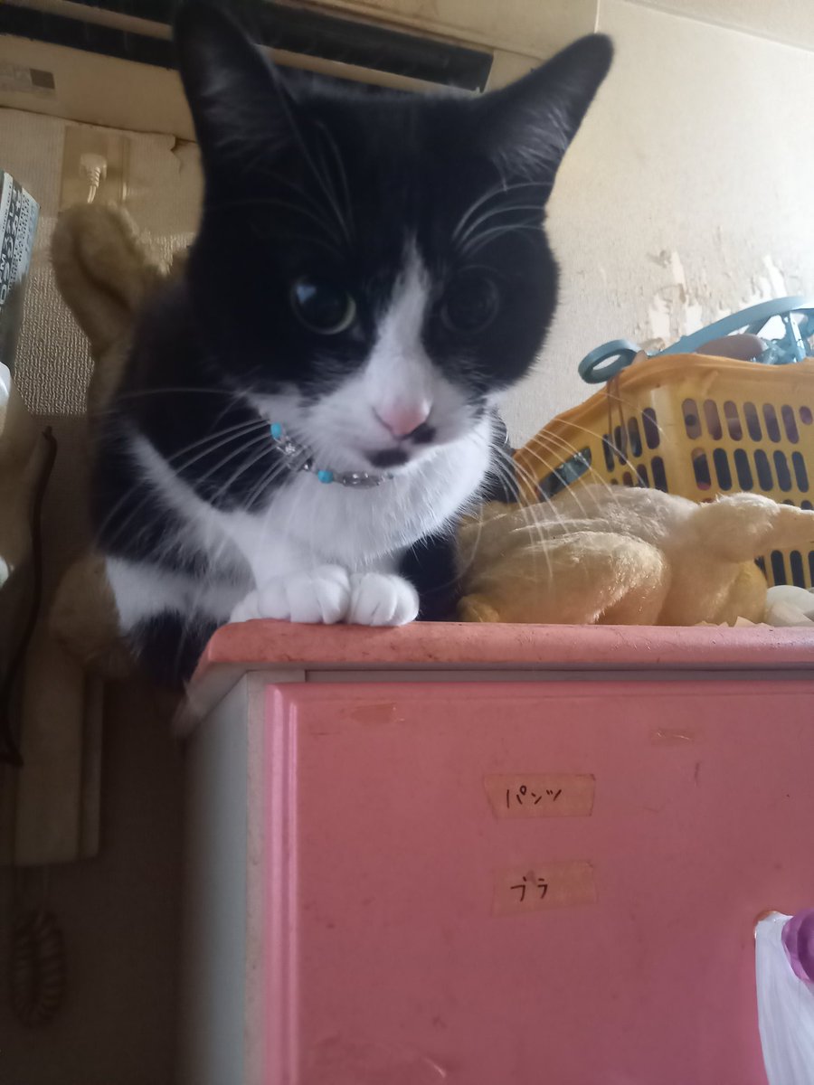 おはようございます。😊
SHISHAMO  ミーちゃん🍒
| ε:)ε:)ε:)ε:)ε:) ﾆｮｷﾆｮｷ・Kasumi

木曜日  晴れ☀️.°