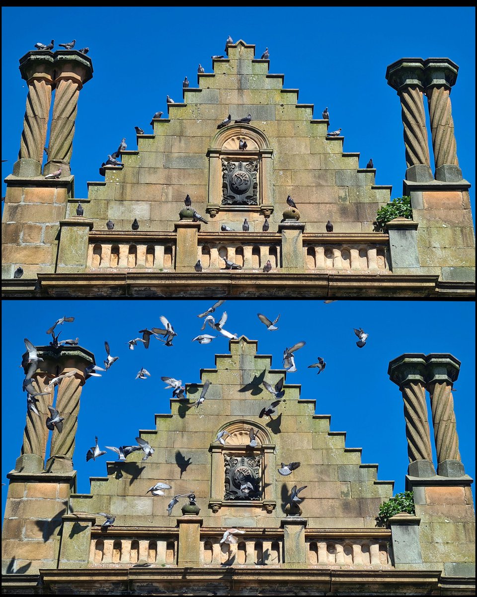 is_glasgow's tweet image. Two photographs taken one rather loud car horn blast apart!

They're of the central gable on the old Calder Street Public School building in the govanhill area of Glasgow.

#glasgow #glasgowphotography #pigeons #glasgowpigeons #architecture #glasgowbuildings #photography #birds