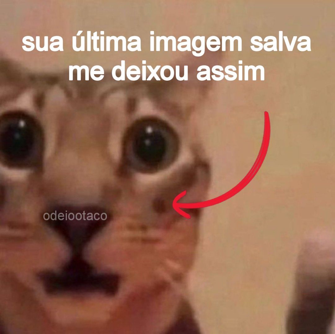 perfil dedicado a gatinhos e peitos tweet media