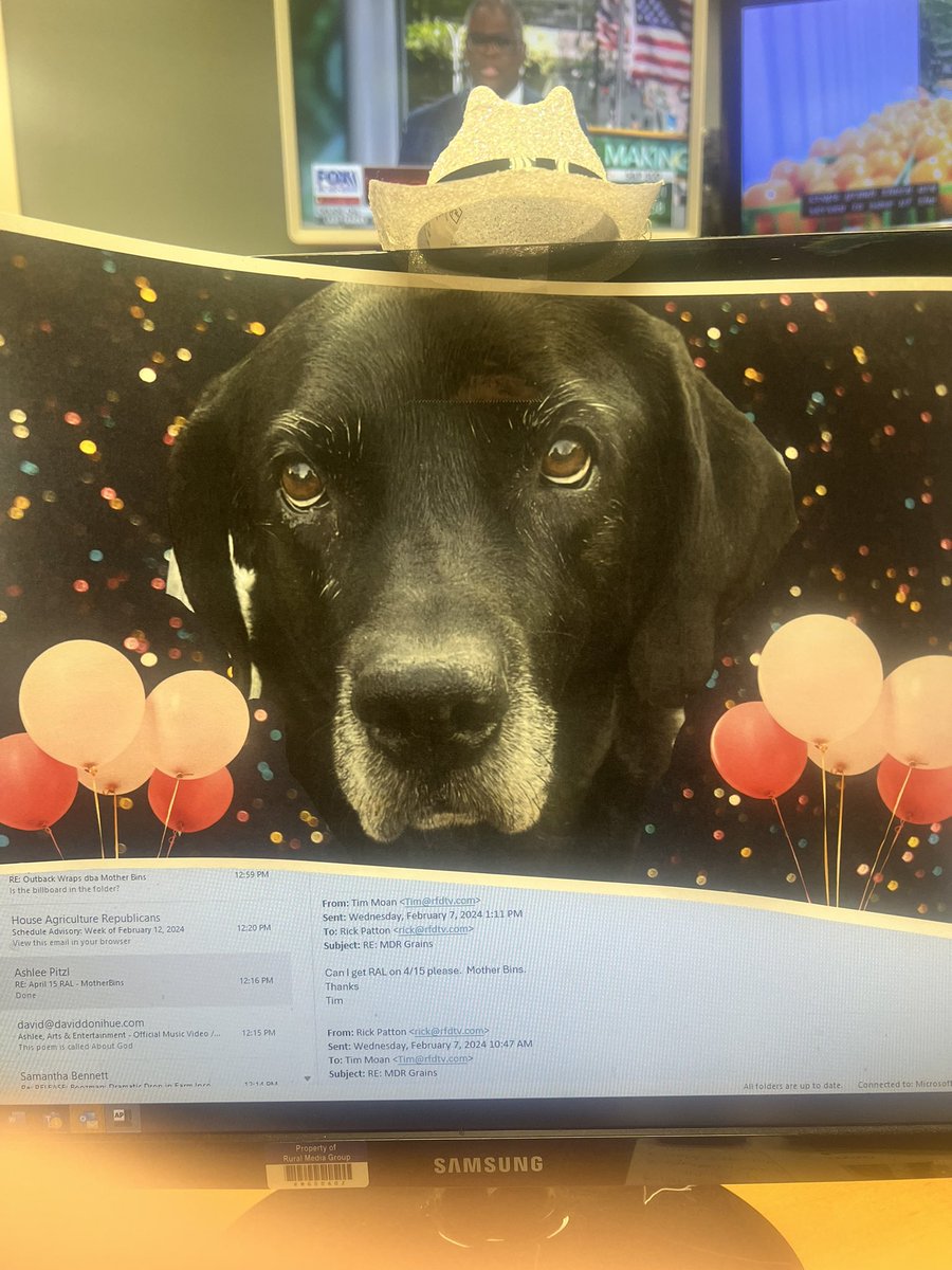 Best birthday surprise from my team, the coolest in the land! They decorated my entire office, but this is what stands out. They posted a picture of my dog on my computer screen and gave her a rodeo queen cowgirl hat 🤣🐾🐾 #rescuedogs #labradane #littlelena #rodeoqueens #farmdog