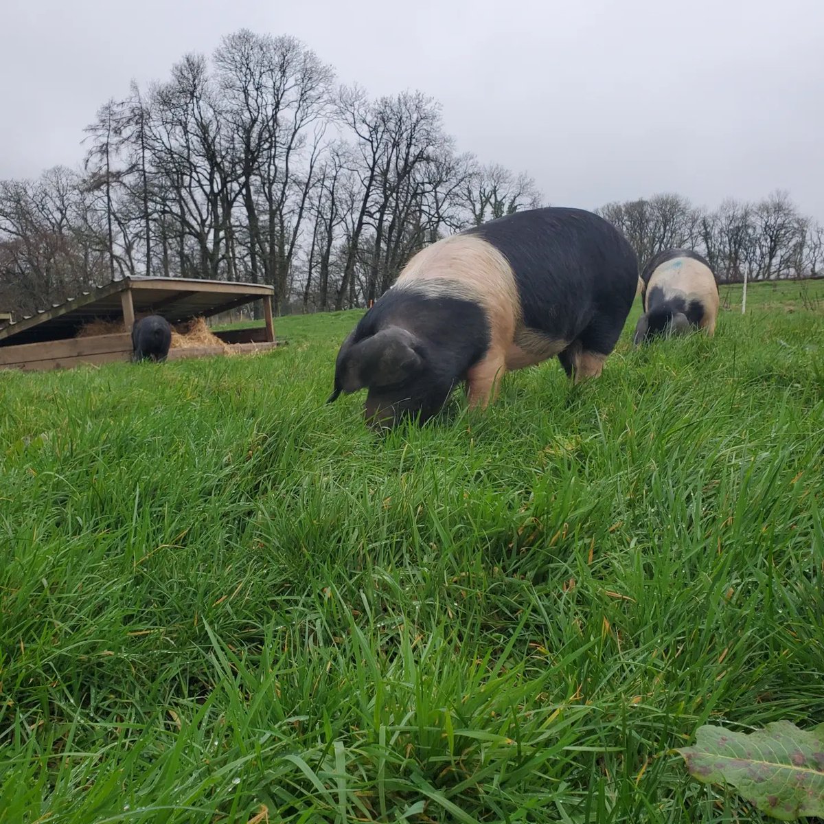 RedwoodsFm's tweet photo. Grazing pigs = happiest pigs! 🐷 
Lots of grass to move into &amp; moving before they trample too much, keeping green so it recovers more quickly. The disturbed areas colonised by other species, creates more diverse pasture 🌱
#PasturedPigs #farming #Biodiversity https://t.co/giXDAI4QtW