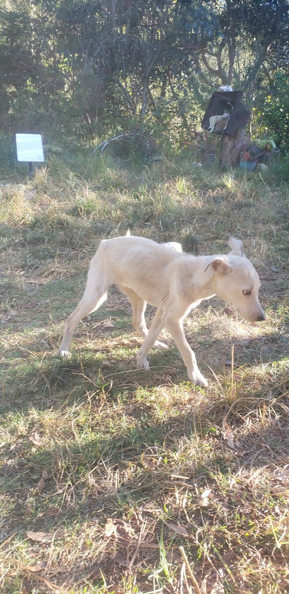 Help us feed the hungry animals we as humans forces into our human experience.Homless starving dogs and homeless people. Please give a donaron to PayPal: fff@moralprod.com We can do it!