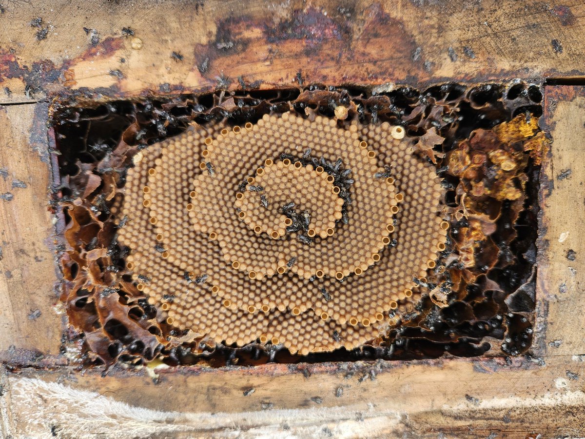 Another beautiful Tetragonula carbonaria brood spiral. Check out the two queen cells at the top right corner of the brood! One is sealed, and the other is unsealed. 

We are developing better methods for rearing stingless bees colonies and their queens to aid crop pollination.