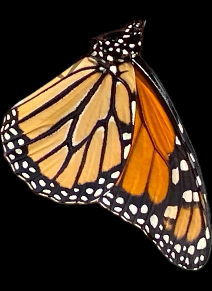 The eastern migratory monarch butterfly count is the second lowest ever and my heart is crushed #mariposamonarca