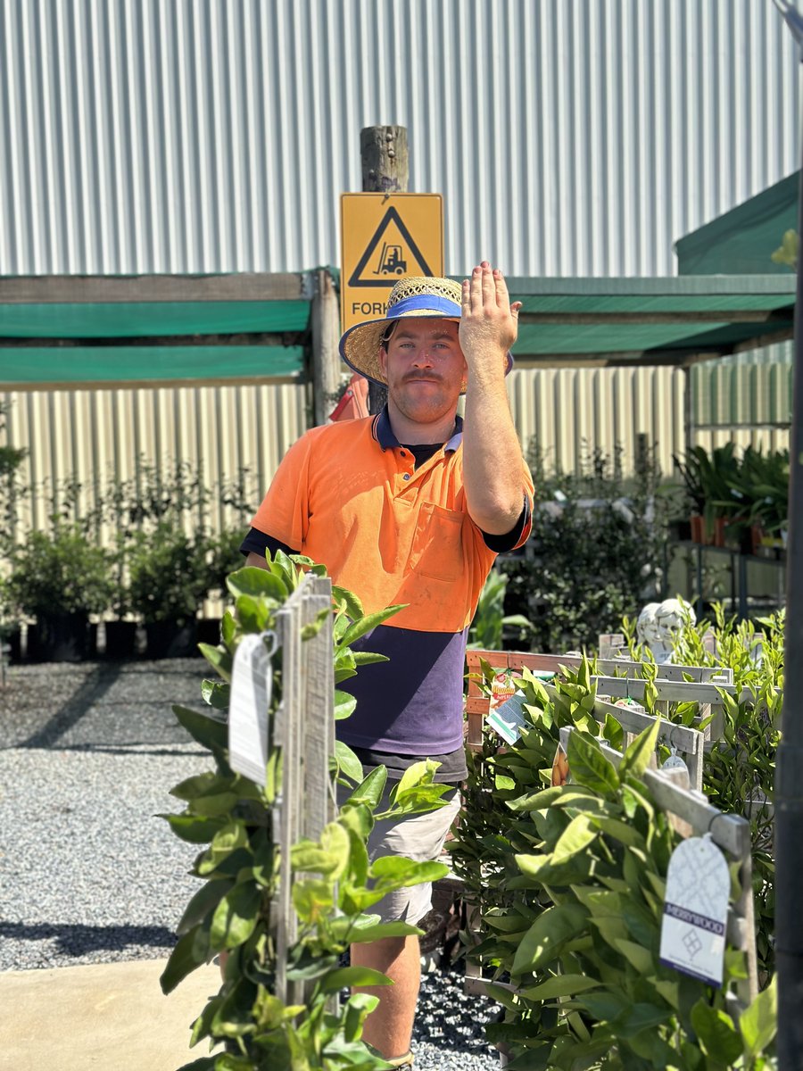 Man at work

#wholesaleplantsandproducts #outdoorplants #newstockdaily #floristsofadelaide #gardencentresofadelaide #rareplants #limitednumbers #plantcollectors #indoorplants #landscapersofadelaide #dogsalwayswelcomehere #dogfriendly #tradecustomers #adelaidelandscapers...