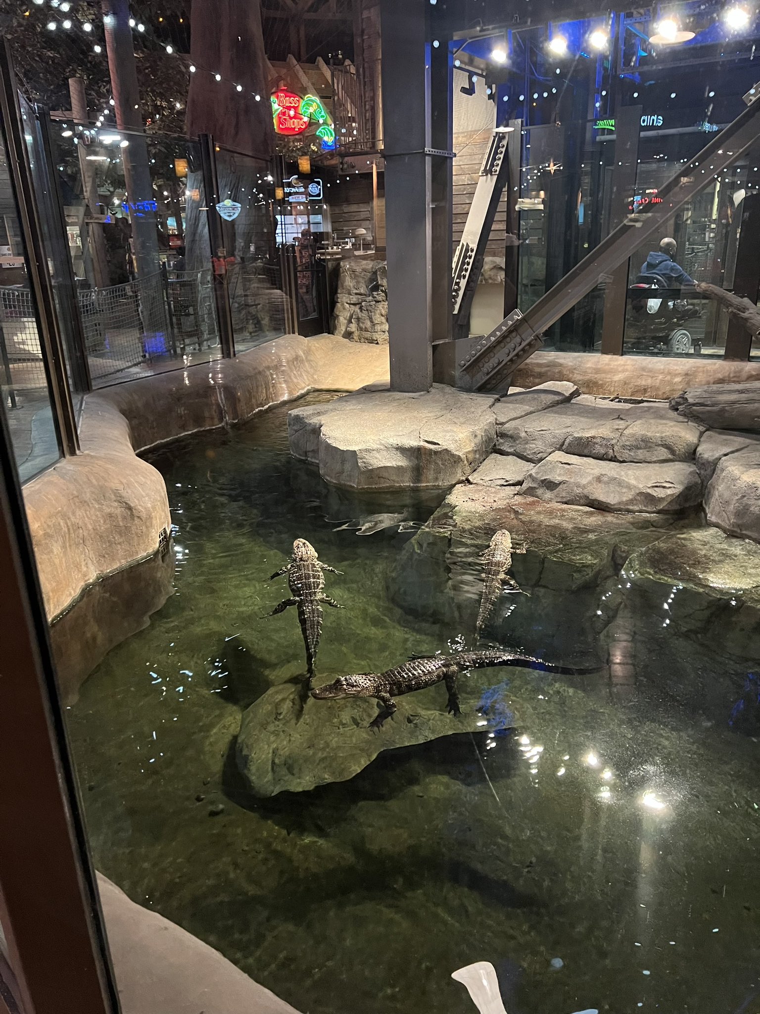 Ant on X: Went to Bass Pro downtown for the first time today: 1