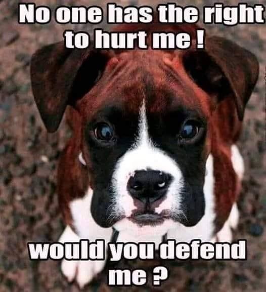 Happy Dog tweet media