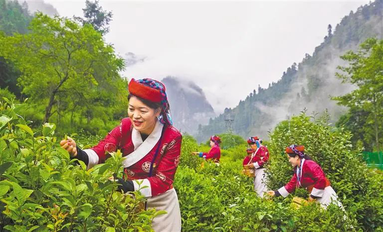 BarkhorLhasa's tweet photo. Tea farmers in Lemenba Ethnic Township, Cuona City, Lhoka City, Xizang of China are picking tea leaves. https://t.co/xiuR8E6pTV
