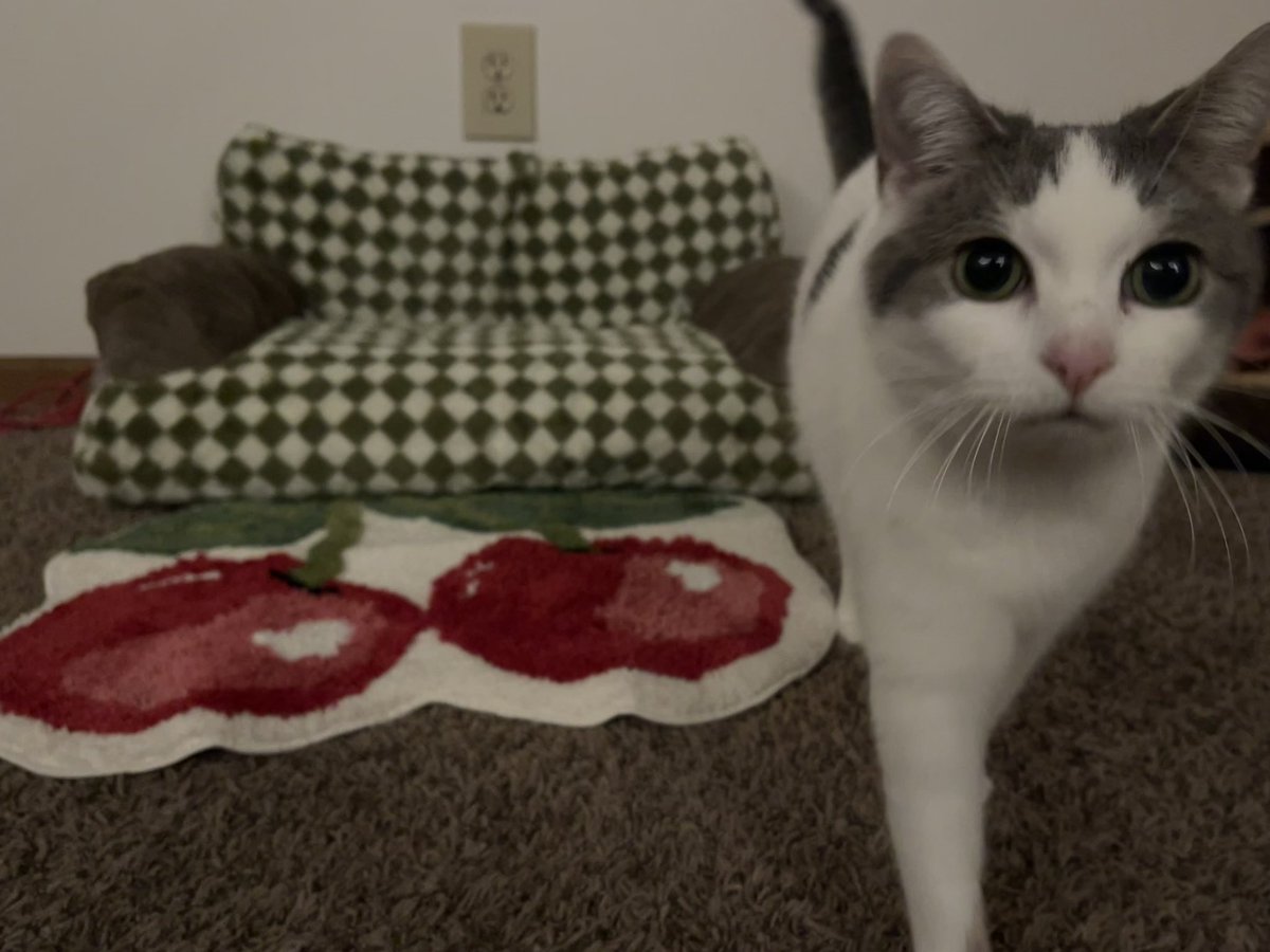 Moe Mijjum tweet media