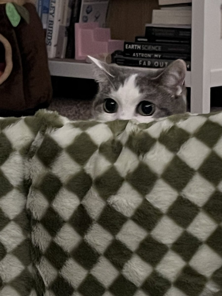 Moe Mijjum tweet media