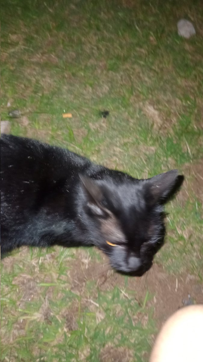 DinoAllStars's tweet photo. I met a kitten https://t.co/2GWCLQKqRO