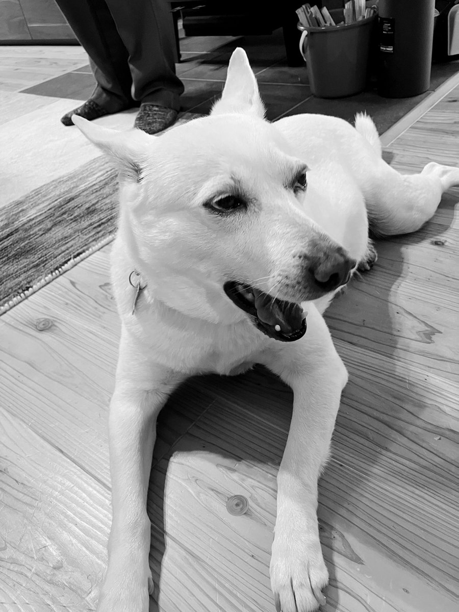 KerocV's tweet photo. But she answered him,”Yes,Load,yet even the dogs under the table eat the children’s crumbs.”
#MARK7

イエスに対して
格好つけたり
良い子ぶったりする必要はない

犬と言われてもいいから
パン屑でもいいから
粘り強く求め続けたい https://t.co/cnWBGsLBWH