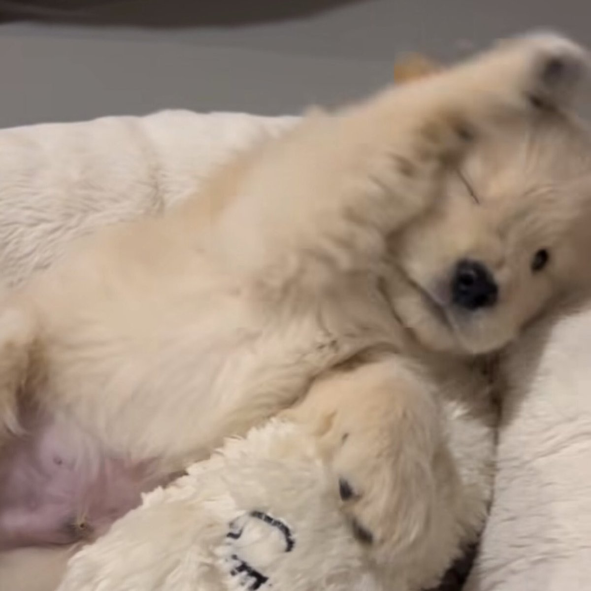 takemybear 🐶 tweet media