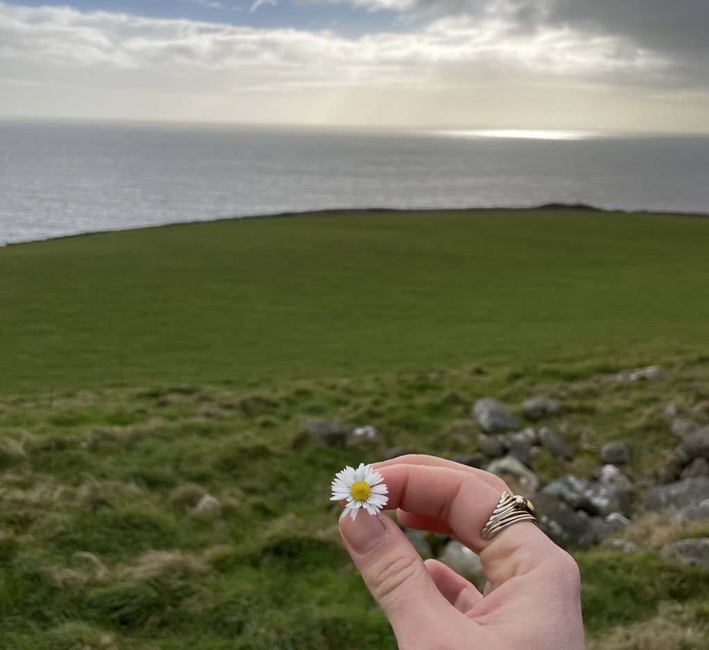 emmacrb1's tweet photo. first daisy 2024 for emma found on scotland’s sea side 
thank lucy 
 yes, why forget what it had been https://t.co/9PNIyVc3G1