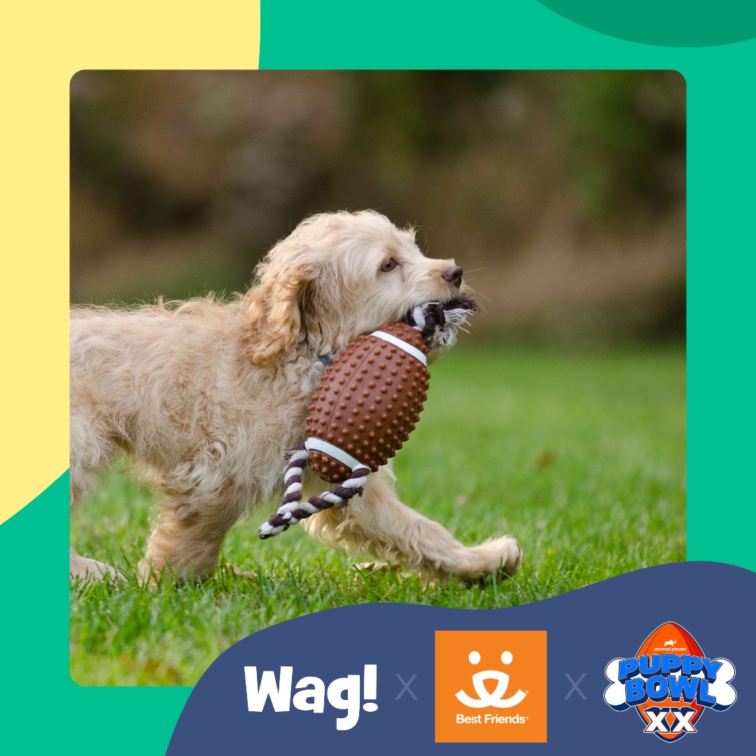 Wag! - The #1 App for Pet Parents tweet media