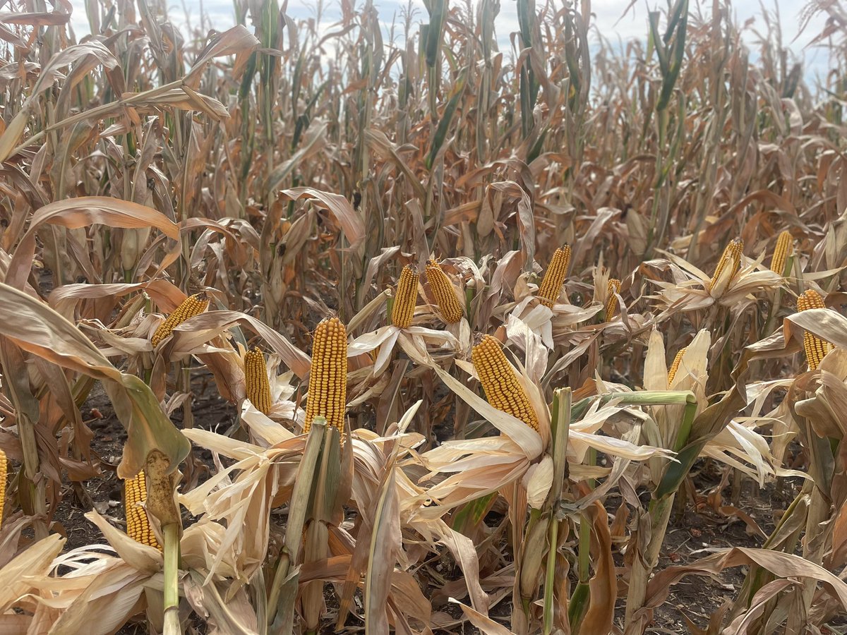 Luisina Delgado tweet media