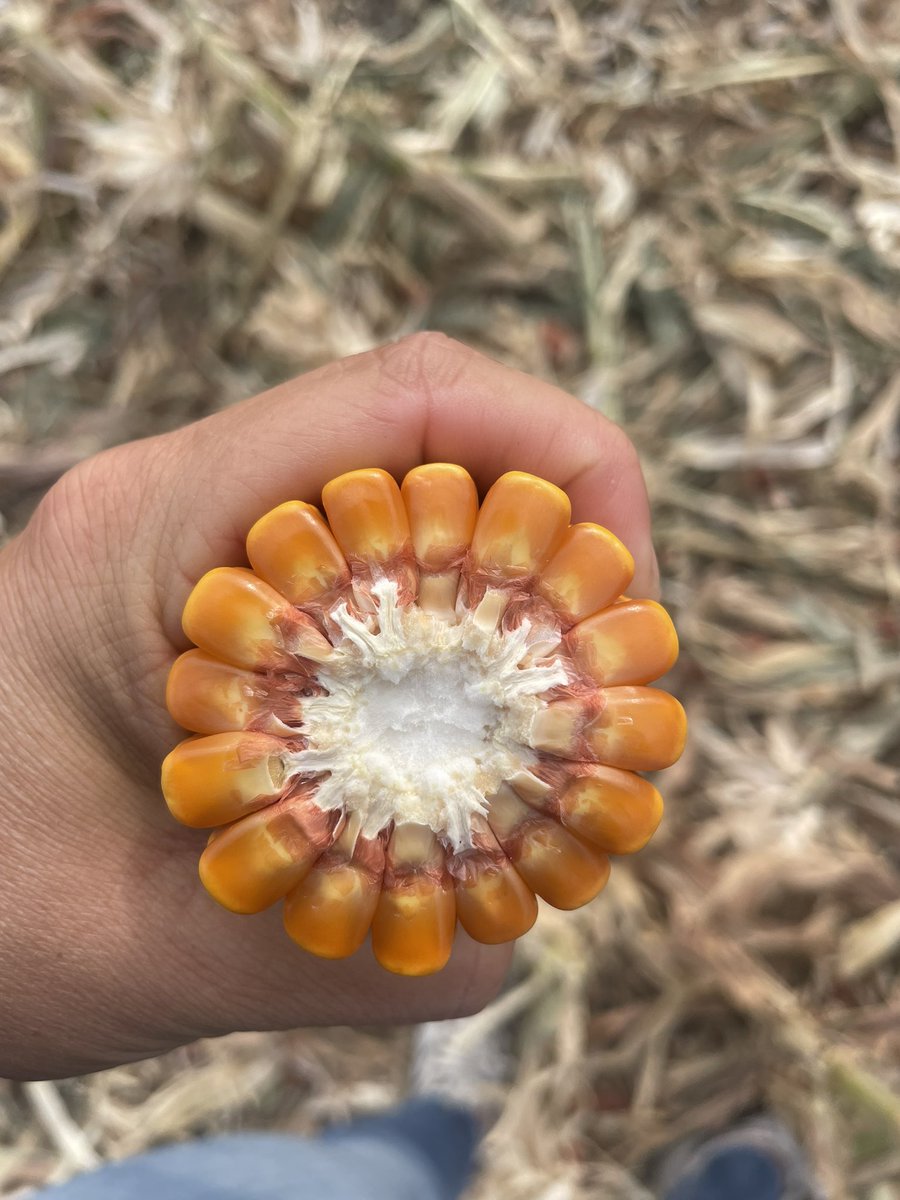 Luisina Delgado tweet media