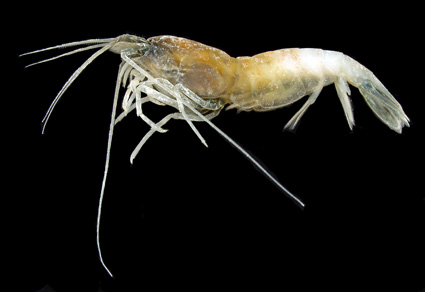 Zootaxa updates tweet media