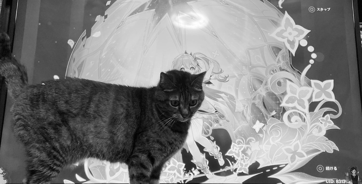 chikushiriko's tweet image. 配信ではやらない、レトロじゃないゲームをやってみてるんですが、毎度毎度ちゃこまるが‥‥なにも‥みえ‥ない🫥

そして初めての⭐️5！！！かわいいいいいいいいいいいいいいいいいいいい💚

#いまりこ　※配信予定はないです🙅‍♀️