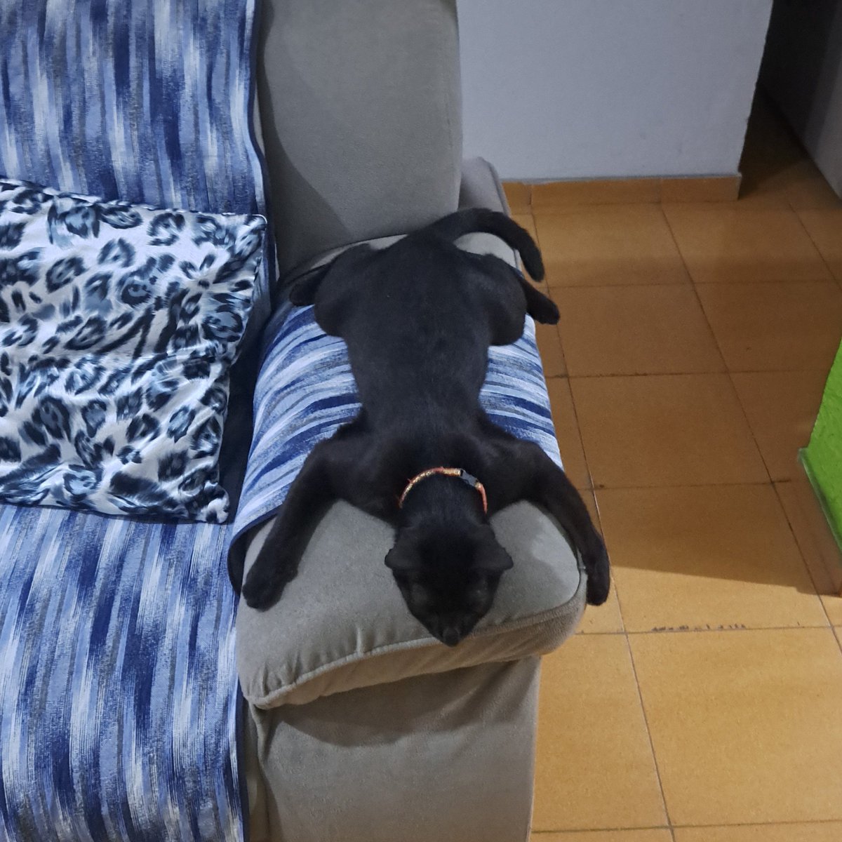 <a href="/shrekprasempre/">nana frutiger aero</a> o meu dorme igual lagartixa
