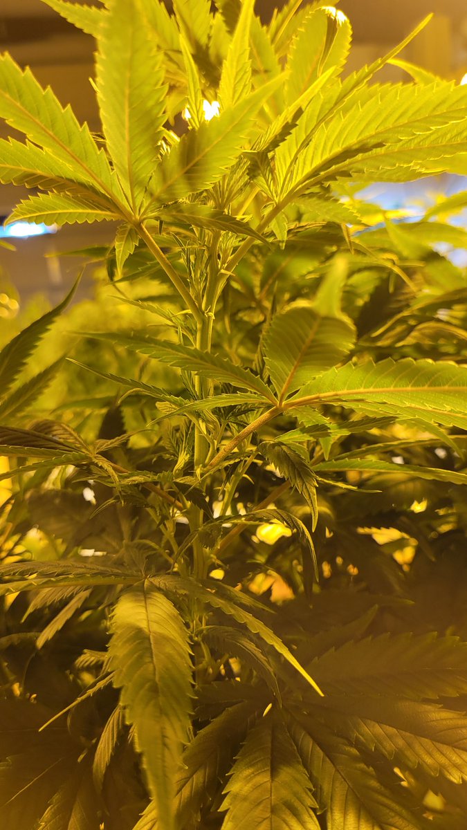 TreezEmerald's tweet photo. When the mamma makes a clone and the nodes are already tight.
@PStarseed420 
#Duality 
Grown by us in Moore Oklahoma. https://t.co/KhcEM9Lfto