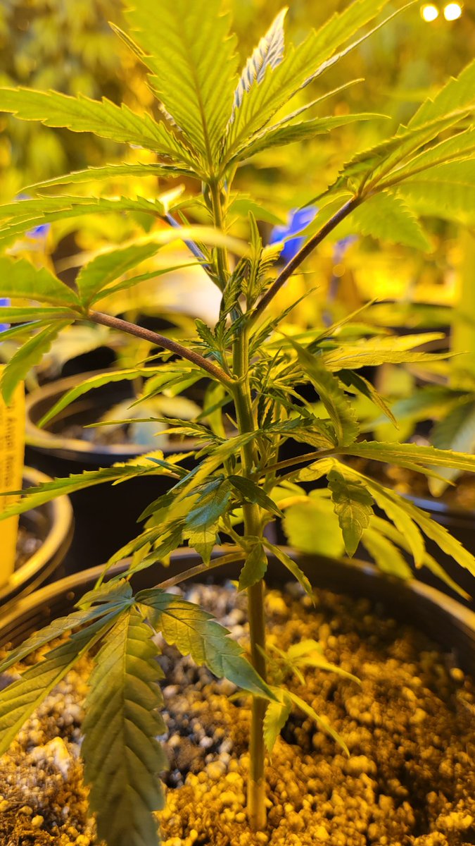 TreezEmerald's tweet photo. When the mamma makes a clone and the nodes are already tight.
@PStarseed420 
#Duality 
Grown by us in Moore Oklahoma. https://t.co/KhcEM9Lfto