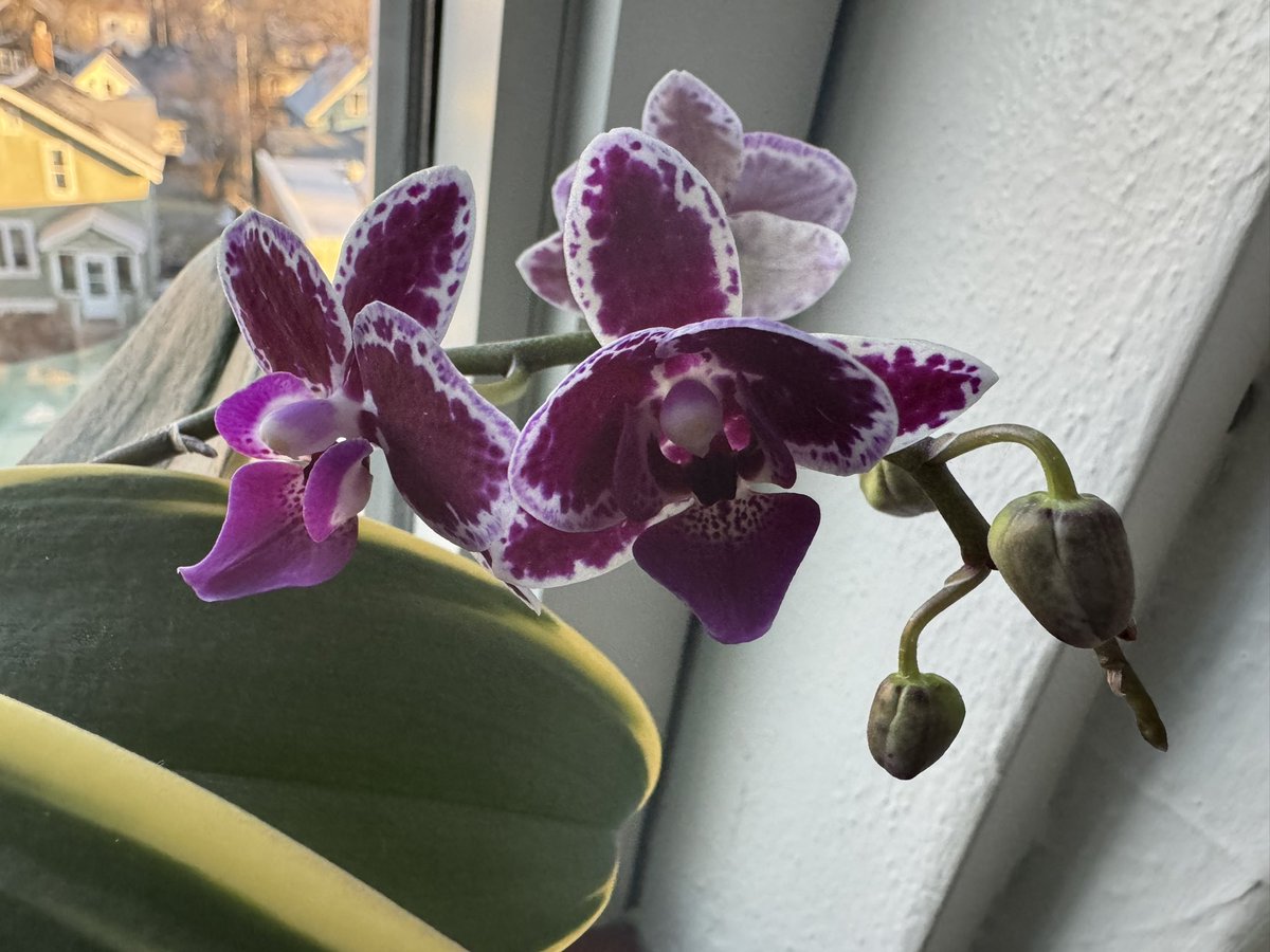 My favorite orchid is blooming!!!! 😍