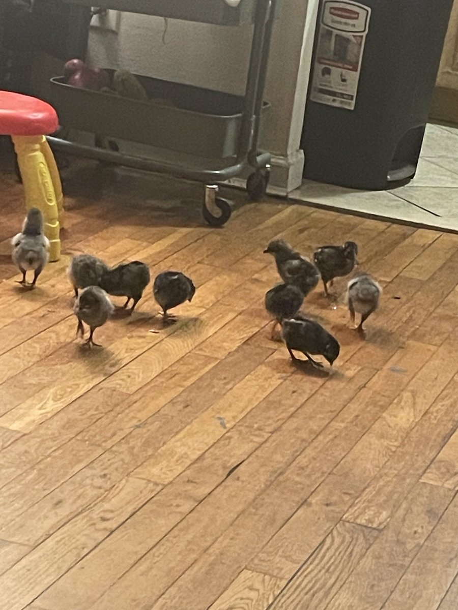 NaiKaroYar's tweet image. Couldn’t have cats, mommy has allergies, couldn’t have a dog, کپڑے پلید ہو جاتے ہیں، so I settled with the kids to get their 1st pet, baby chickens, they are so cute and eating monsters 😁
#Samara #Seha