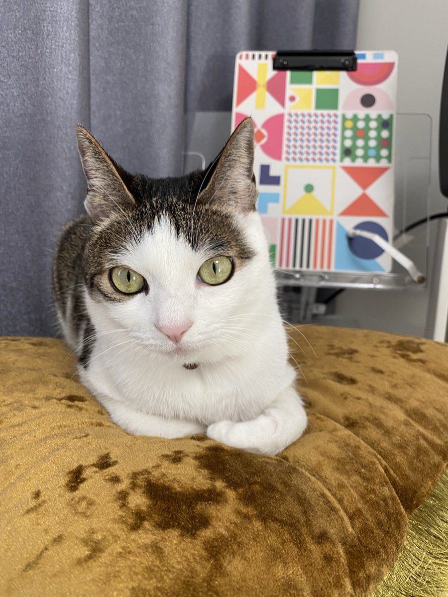 청순해보이는 표정으로 밥때를 기다리는 시즈니.