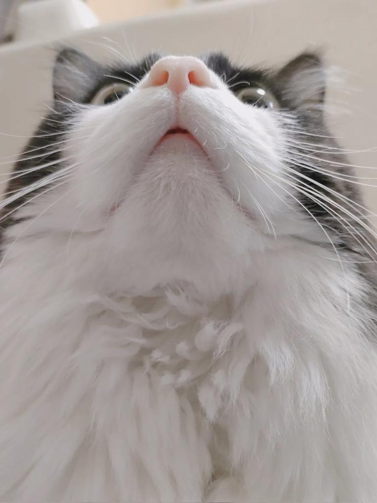 GologoloD's tweet image. 【ねこアンケート】
猫のあご、人間の心を浄化する効果があると思うので検証させてください
効果を感じた方は♡➠🖤

#アンケート調査 #猫好きさんと繫がりたい