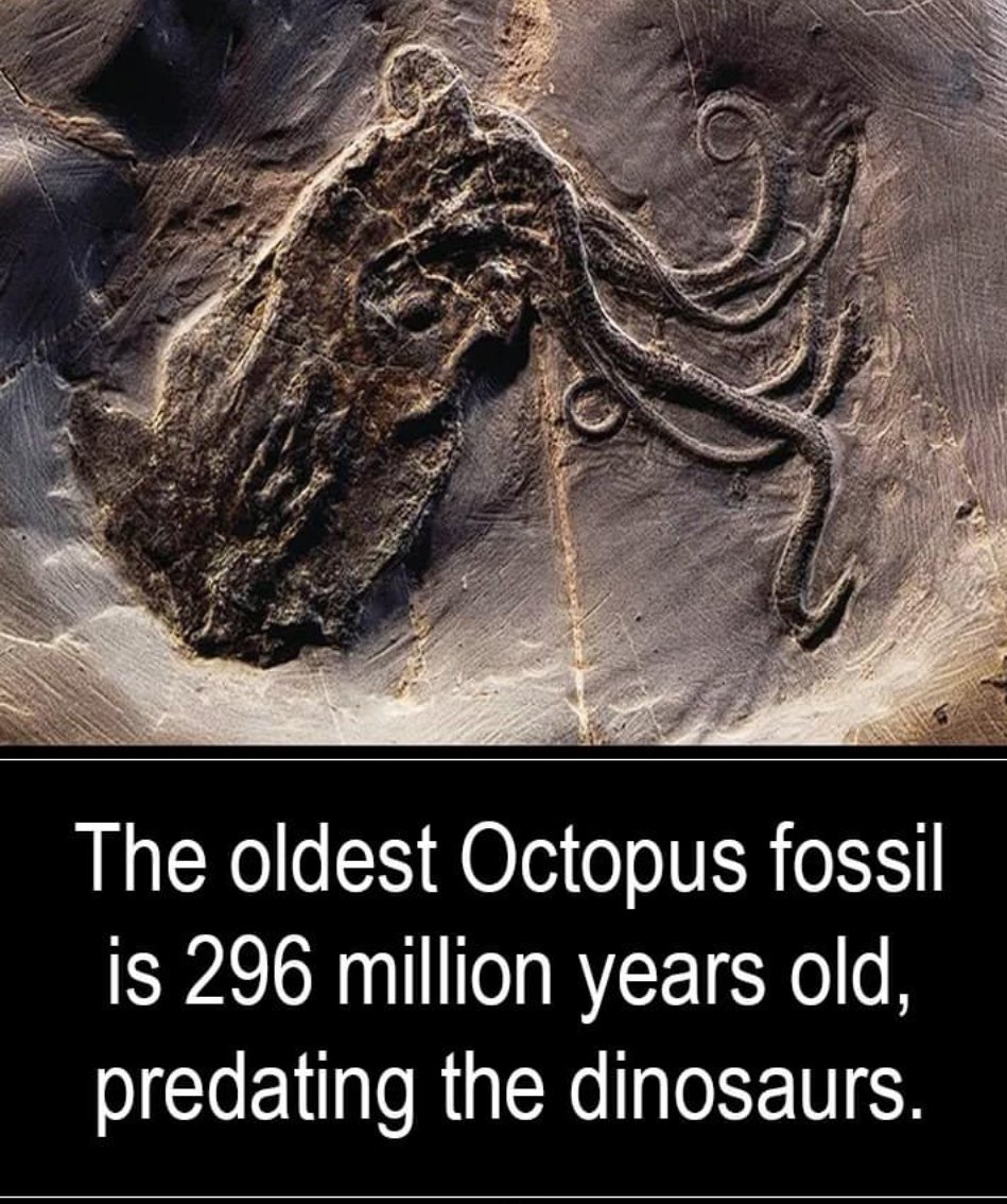 Interesting Fact ! The oldest known octopus fossil is Pohlsepia