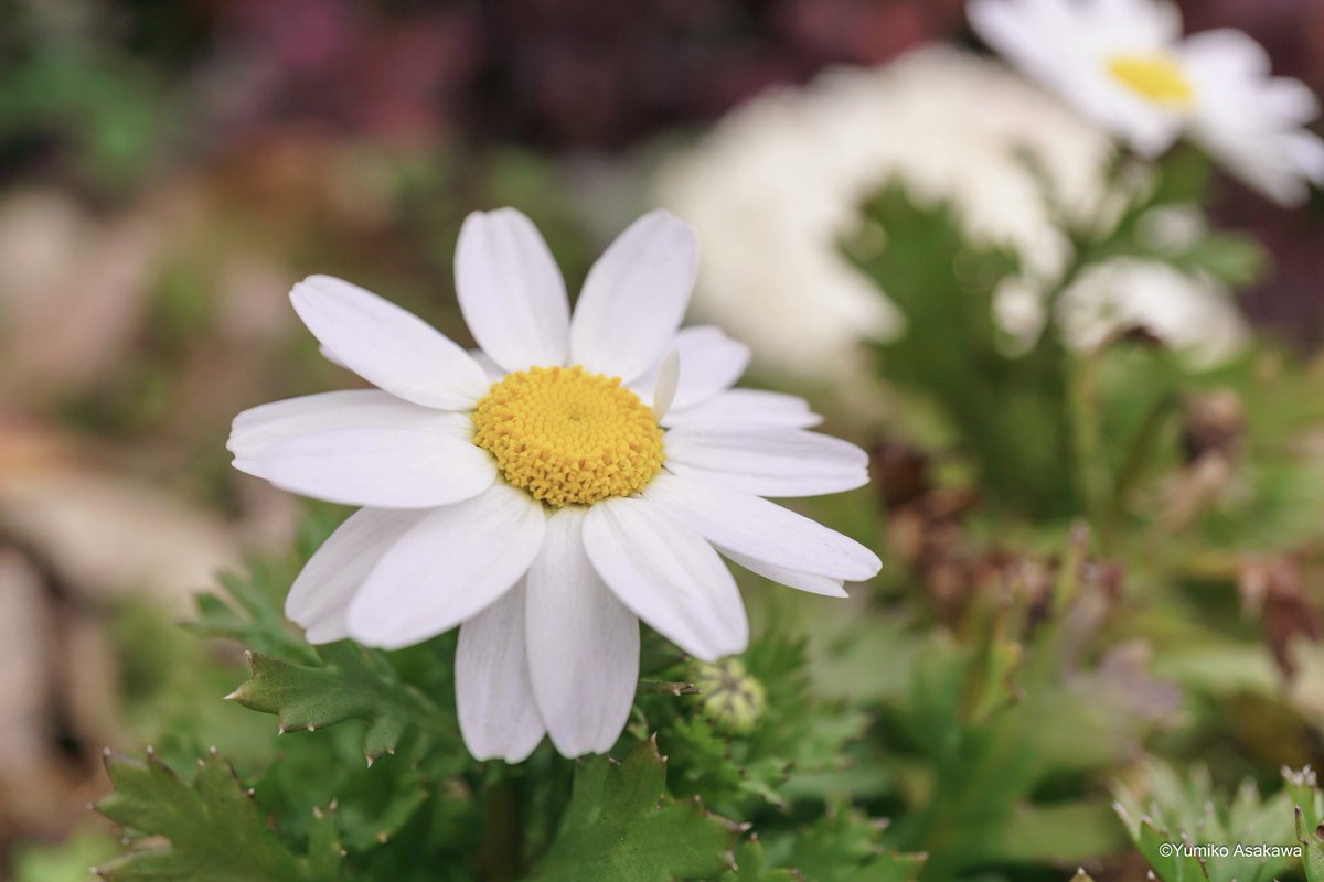 ノースポール♪
寒くても元気に咲いています(^^♪

#ノースポール #カンシロギク #northpole  #白い花 #whiteflowers #flowers #flowerphotography #nature #naturephotography