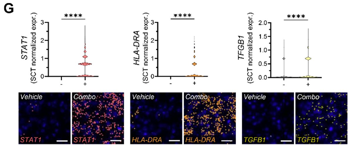 Evie Jackson tweet media