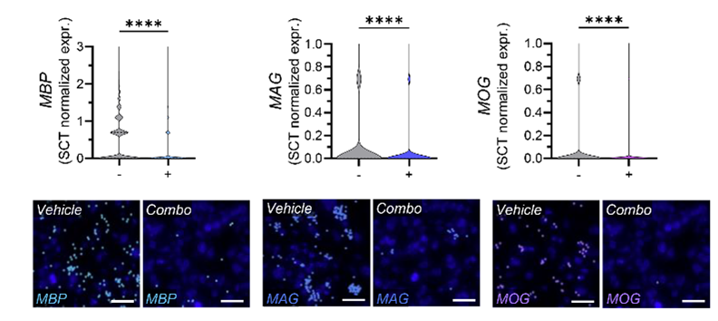 Evie Jackson tweet media
