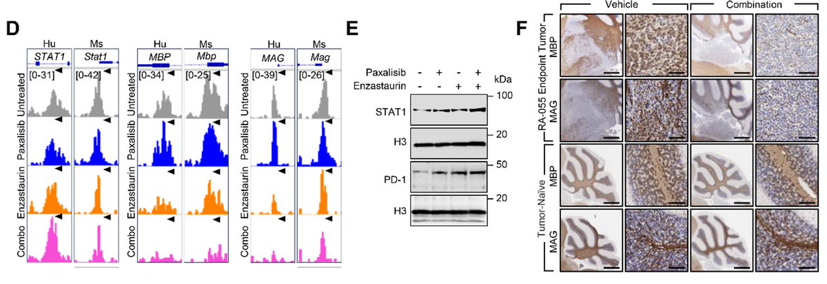 Evie Jackson tweet media