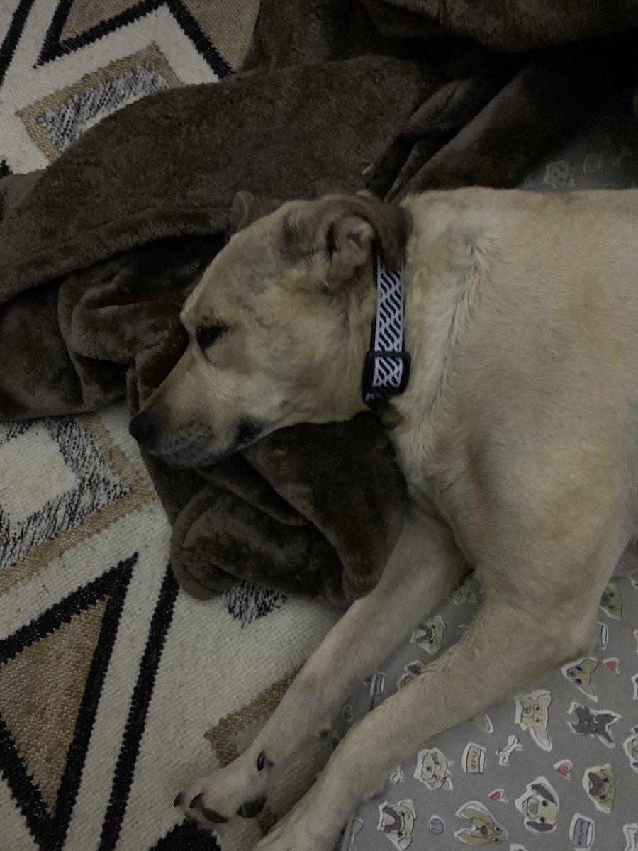 Snowy Owl tweet media