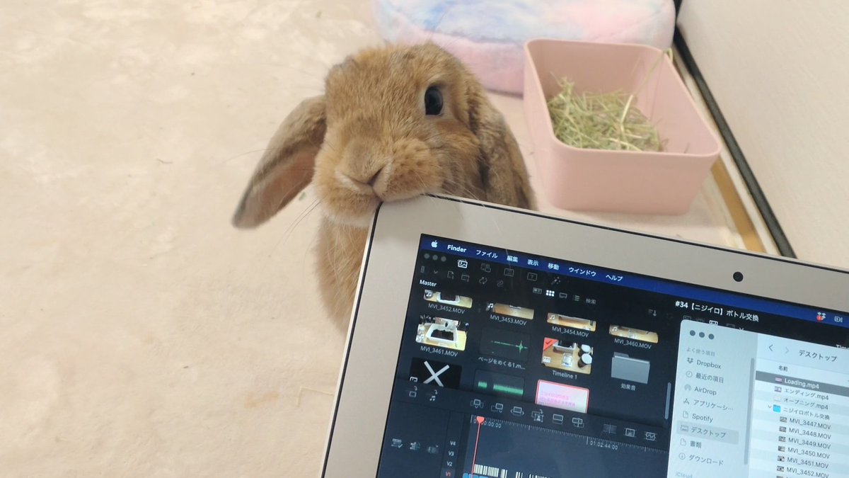 ito_usach's tweet photo. わたち ここにいますよアピール https://t.co/pULc6Ex8nu