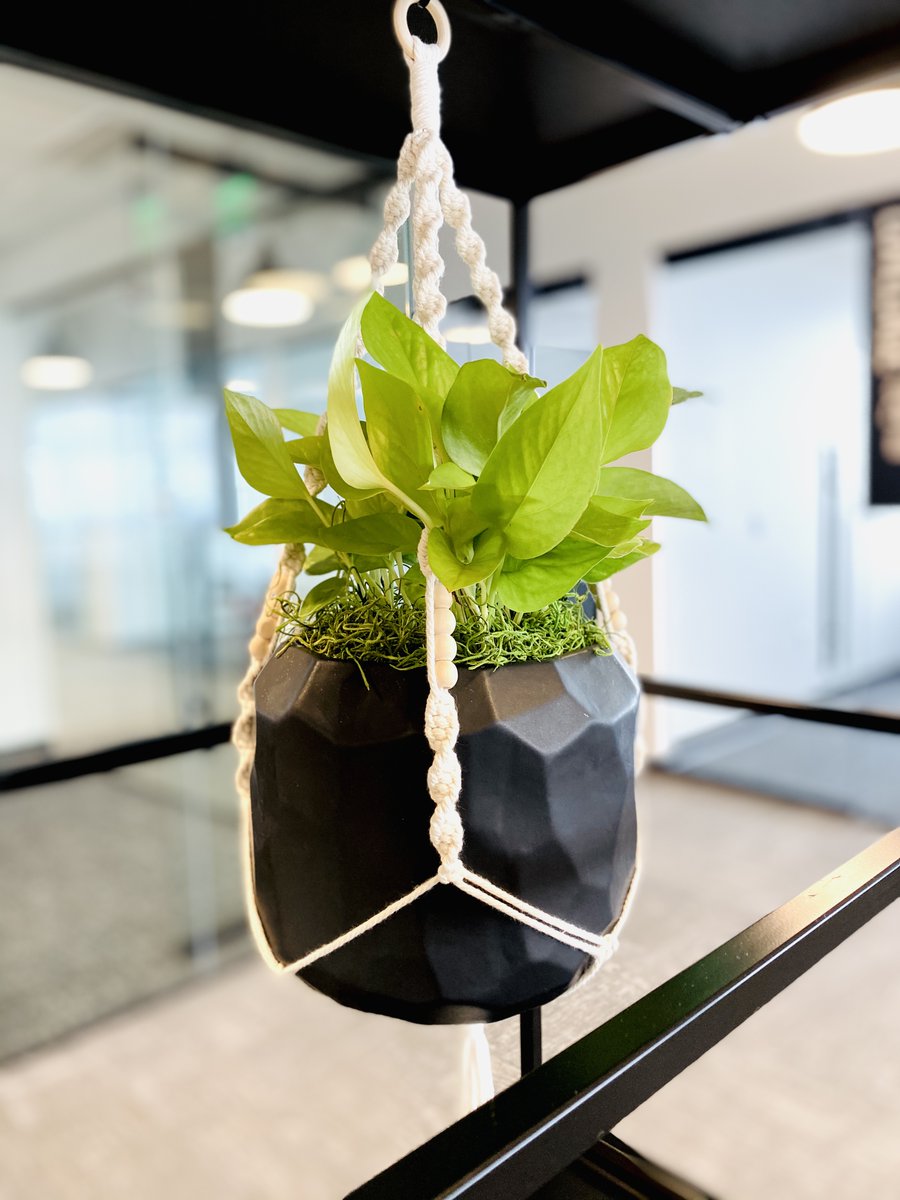 Botanical Designs tweet media