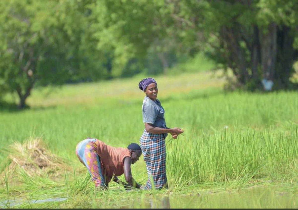 adama32316814's tweet image. Thumbs up to any African woman who struggles like this that's how food is provided at home