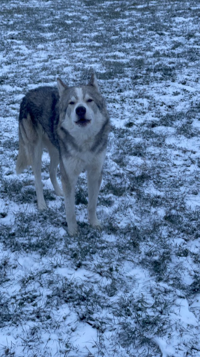 SalMarino2's tweet photo. Malamute husky mix in need of a loving home ASAP
Caesar is a 3 year old male malamute husky mix
Loving of people and other animals his size
Does not get along with cats and small dogs
Knows basic commands
There will be a small rehoming fee 
Please contact 216-346-7308 for info https://t.co/8y5HMFrnvx
