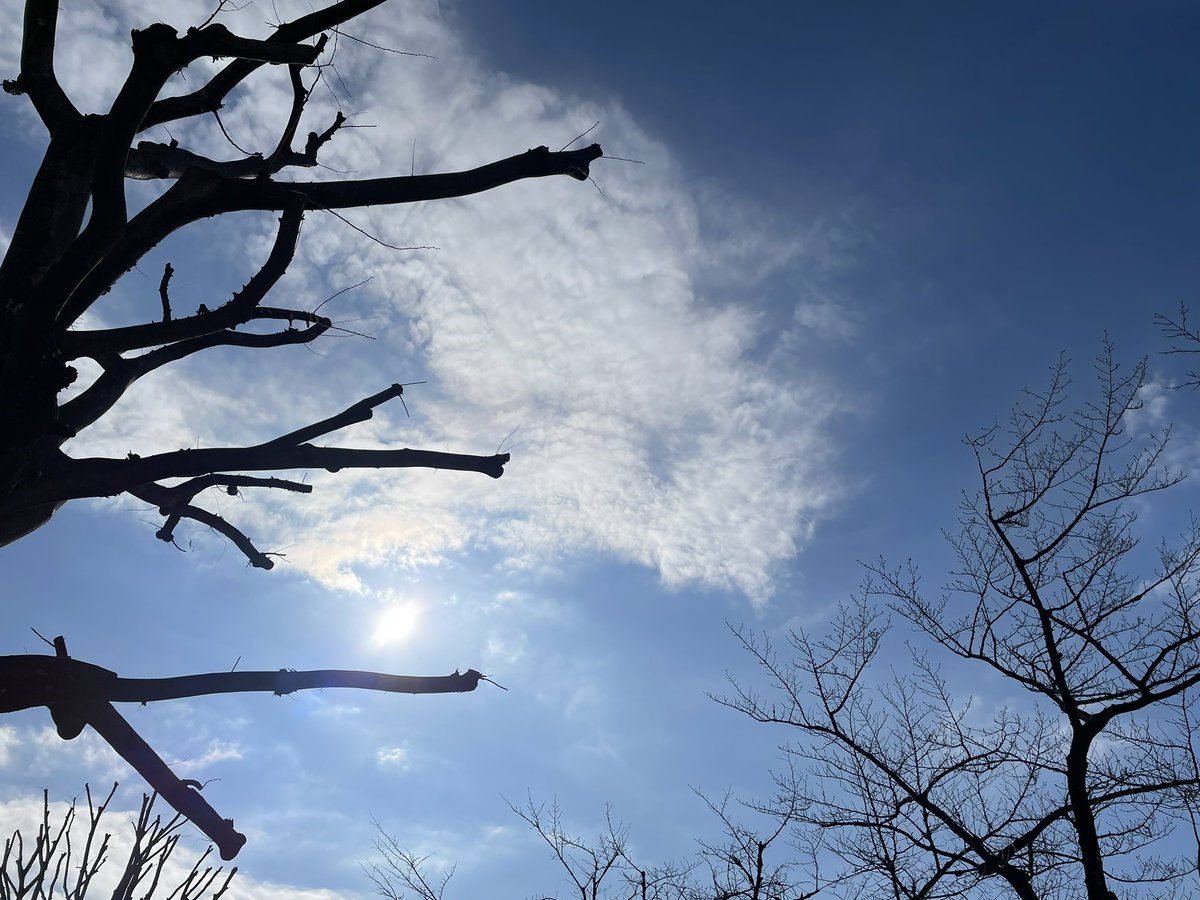 tree no humans sky cloud bare tree scenery outdoors  illustration images