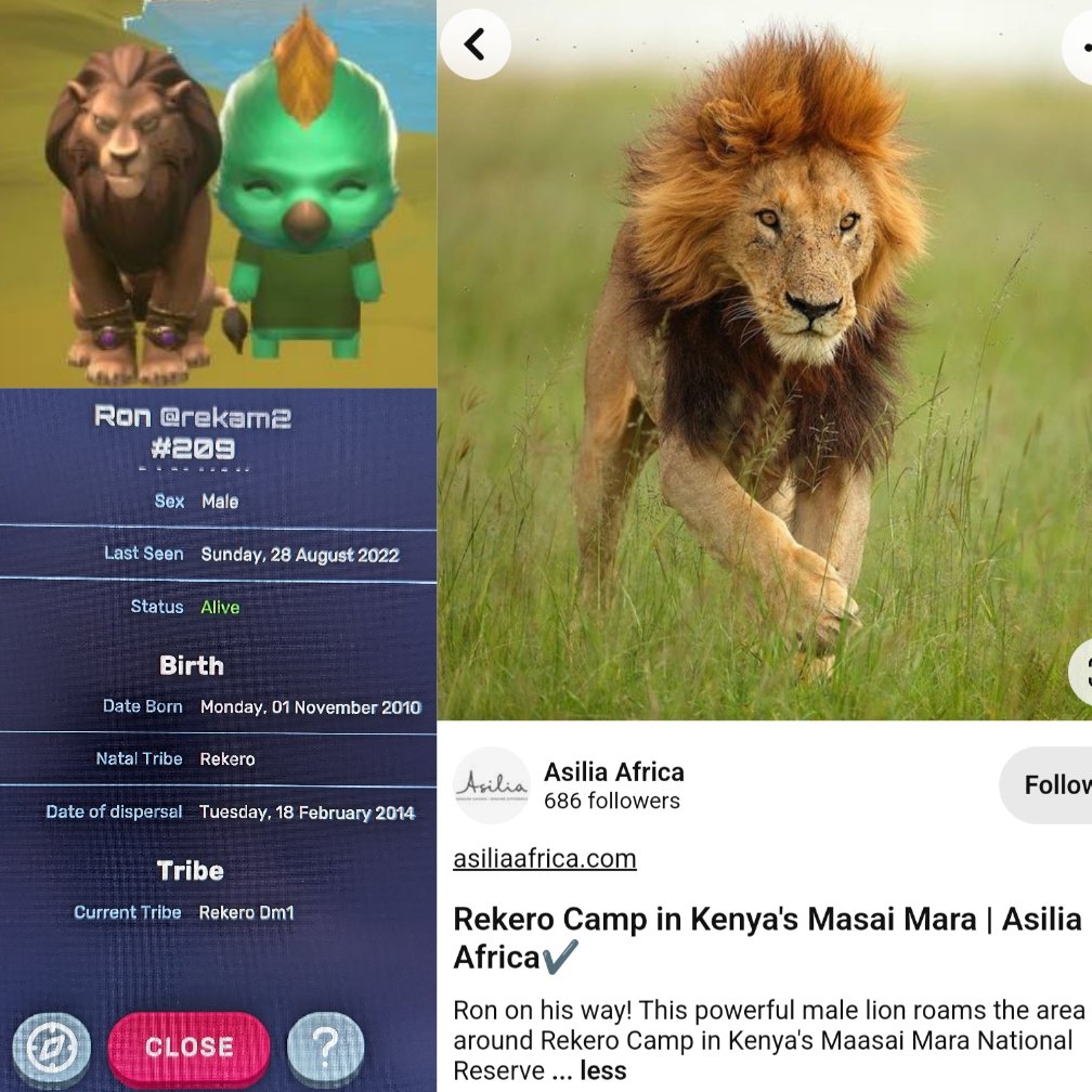 solarfeen's tweet photo. Meet Ron, my very 1st Lion reveal from the Rekero tribe. 5 more reveals to go for me.
@MoonsamaNFT $SAMA #wildsama https://t.co/S4xtr3tNIp