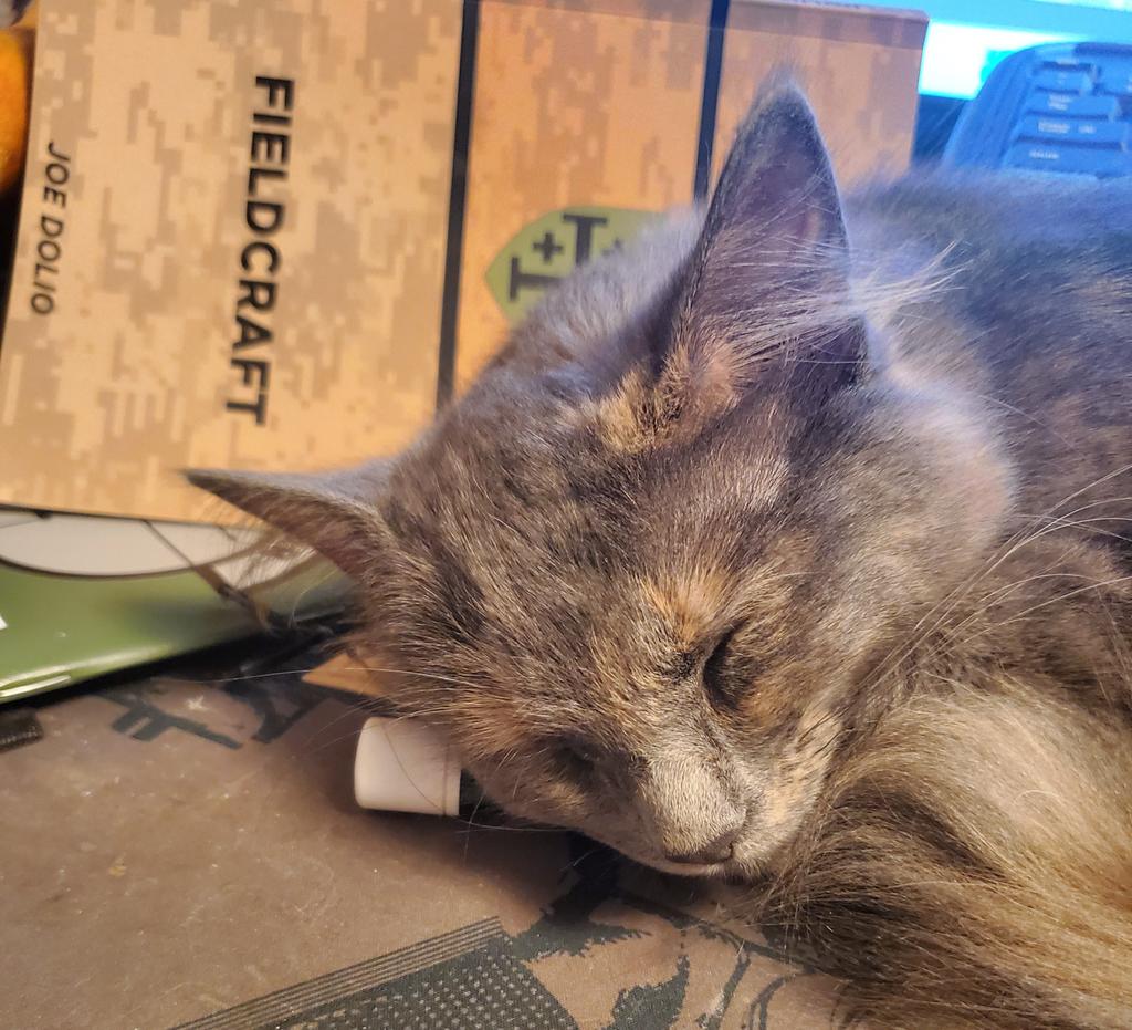 Cami the Collapse Cat was studying TW 02 pretty hard to get ready for the Fieldcraft class and she crashed.

Are you studying and training?
