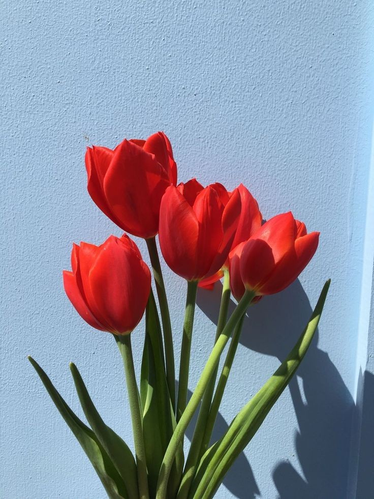 red tulips