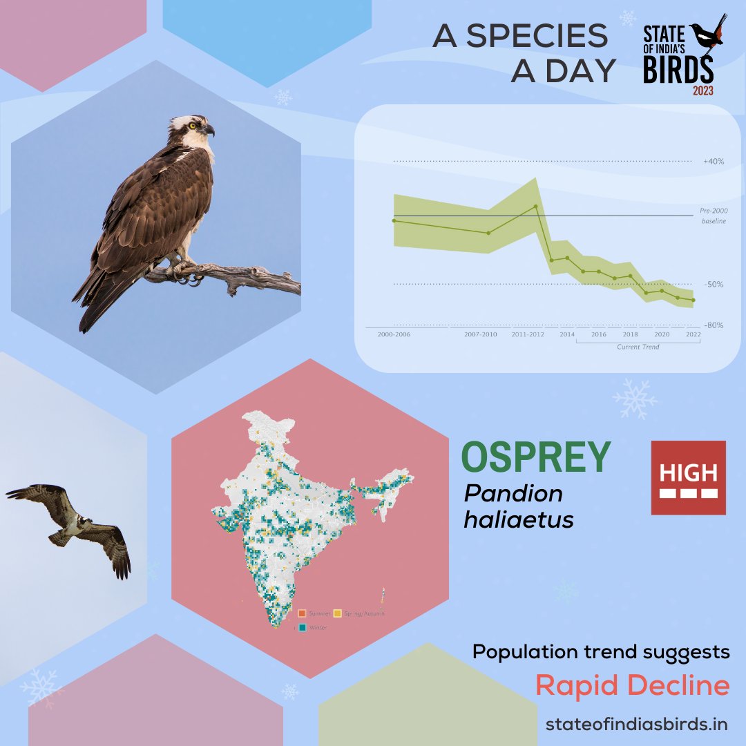 Did you know that the word 'Osprey' is derived from the Latin name 'avis praedae' meaning, 'bird of prey'? ✤ They are Mostly Winter Migrants to India ✤ SoIB 2023 Long-term Trend is - Rapid Decline ✤ Did you see any Osprey during the recent Asian Waterbird Census?