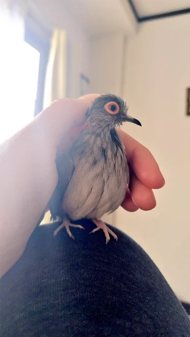 今日もかわいい 