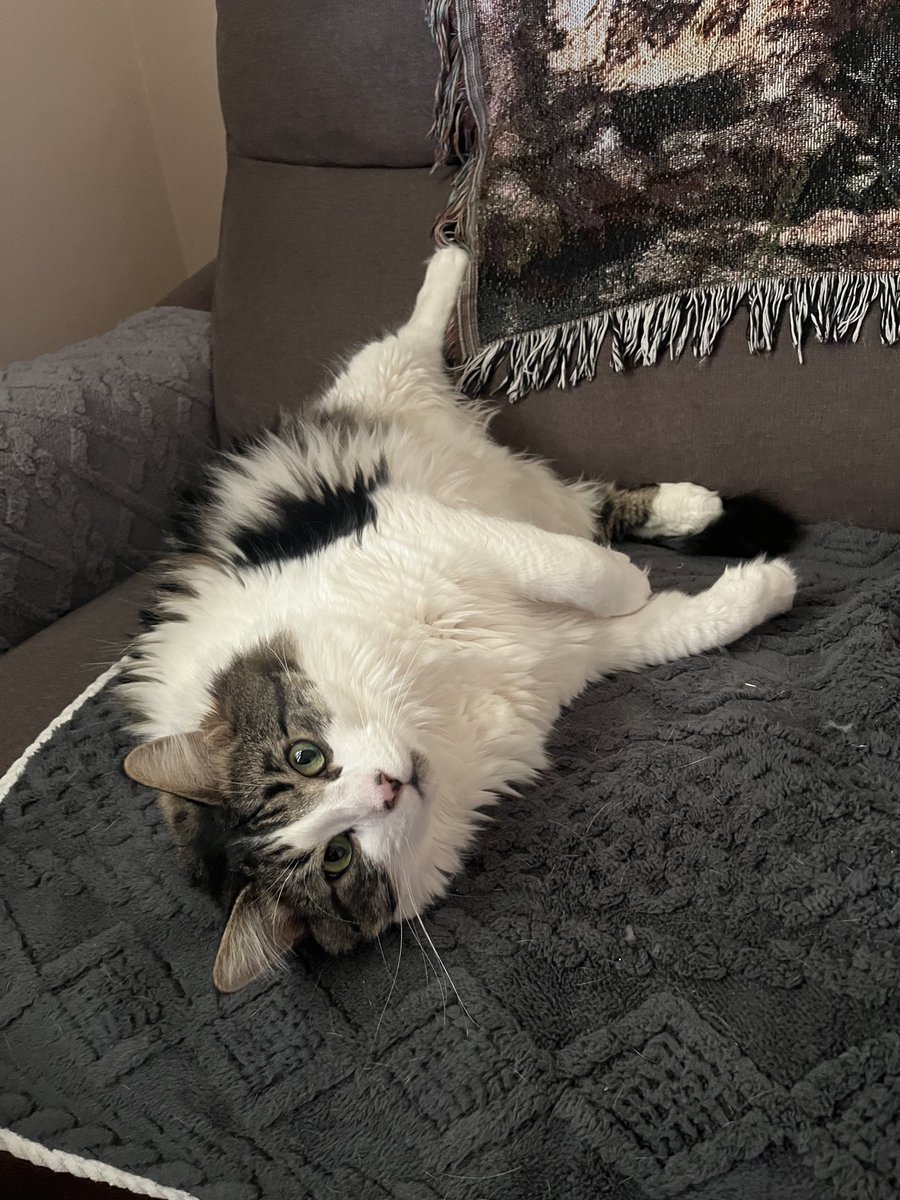 Wendy Wilkinson 🙀🐱🐈🦘 tweet media