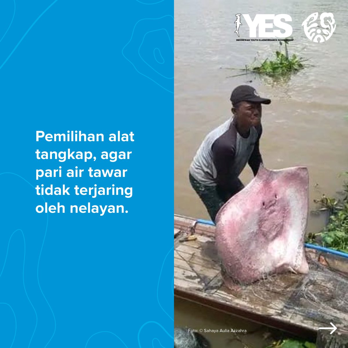 KonservasiID's tweet photo. (2/2) Tapi kita semua bisa mencegahnya, ini contoh solusinya untuk satwa pari air tawar.
#ManusiaButuhAlam #ProteksidanTransformasi #NaturalClimateSolution #KestabilanIklim #EkologidanEkonomi https://t.co/sMlaJZU7sL