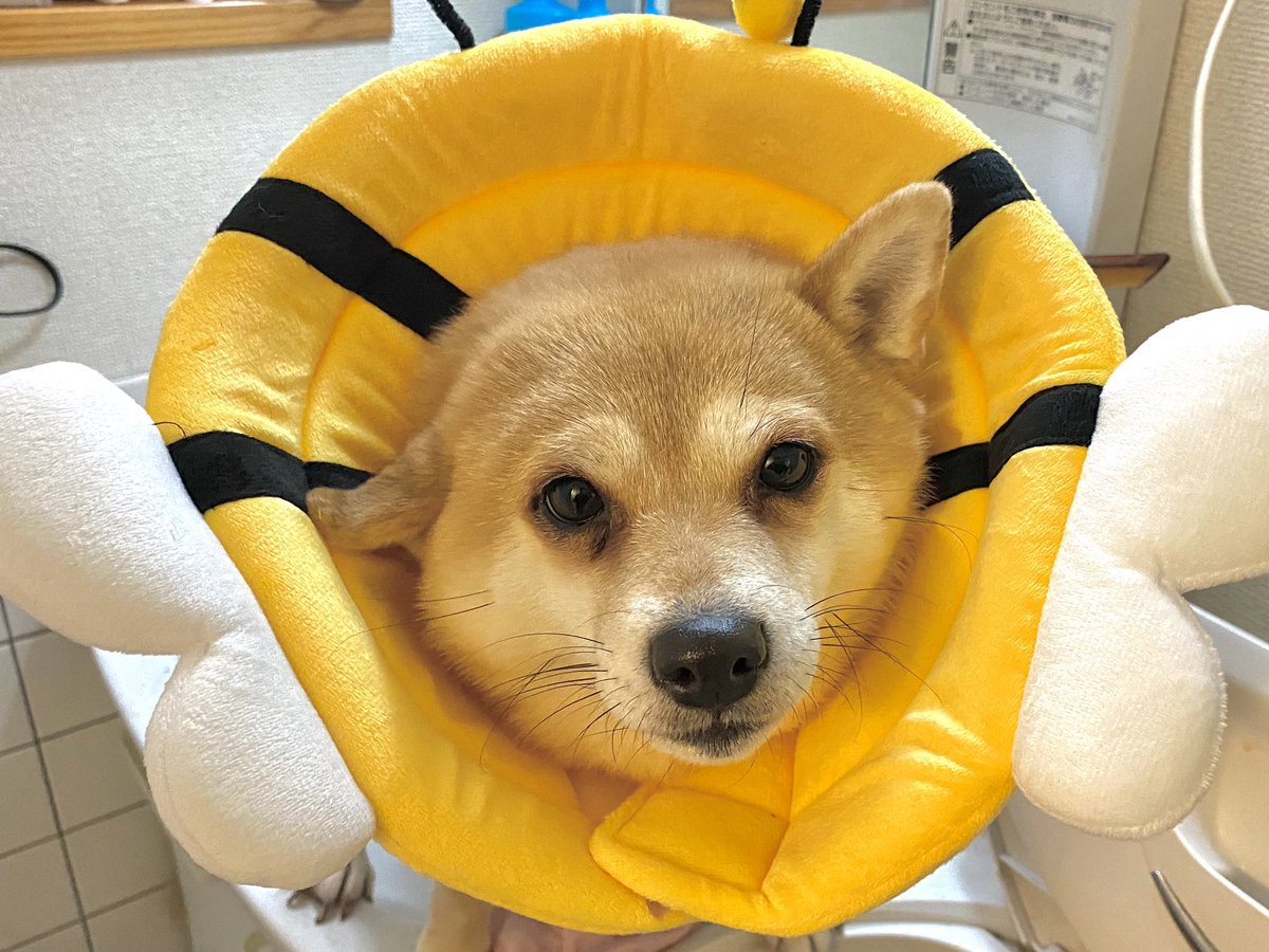 よしボン様 ふわり無事に帰宅出来ました🐕 撮影再開しますが少しふわりは安静させ