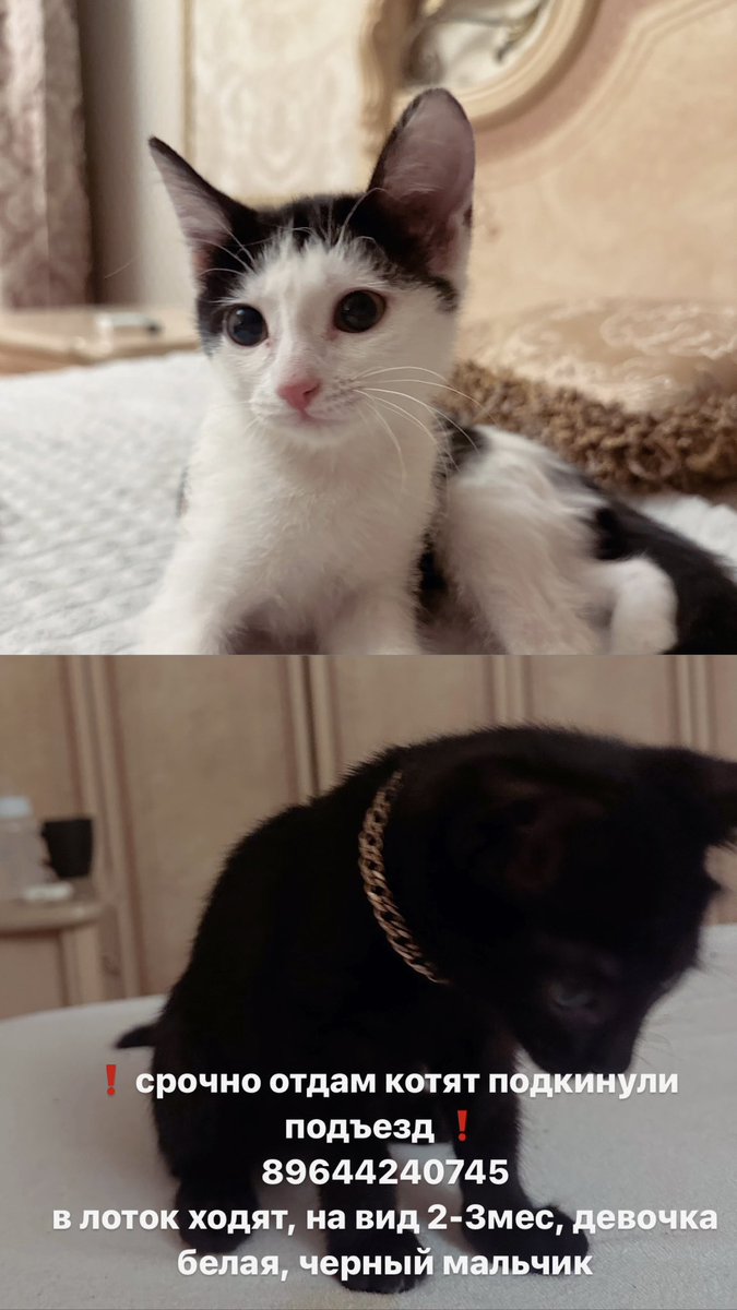 #рт 
кто найдет им дом или заберет к себе , тому 5к на карту 😸